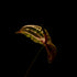 Green Anthurium II - Floral Art Prints